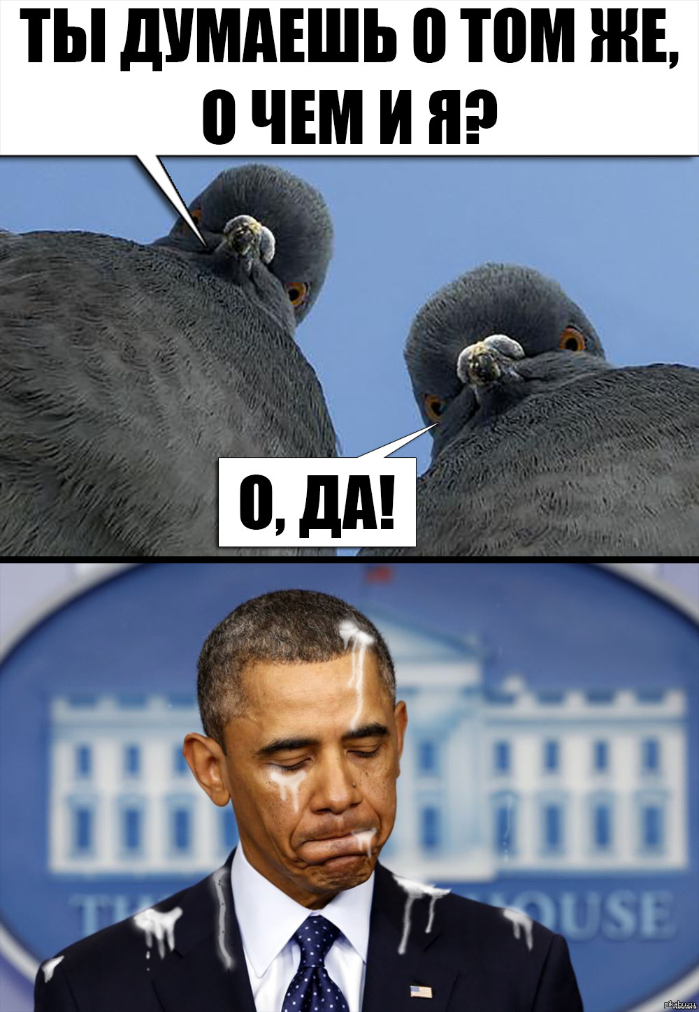 Голуби-патриоты! | Пикабу