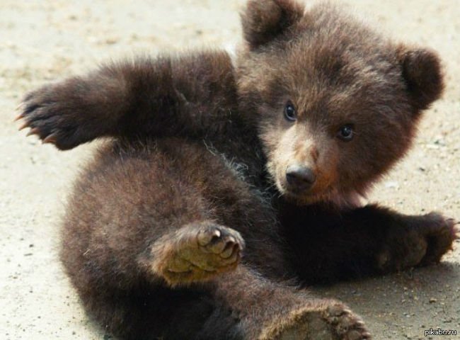 Новорожденный бурый медвежонок (64 фото)