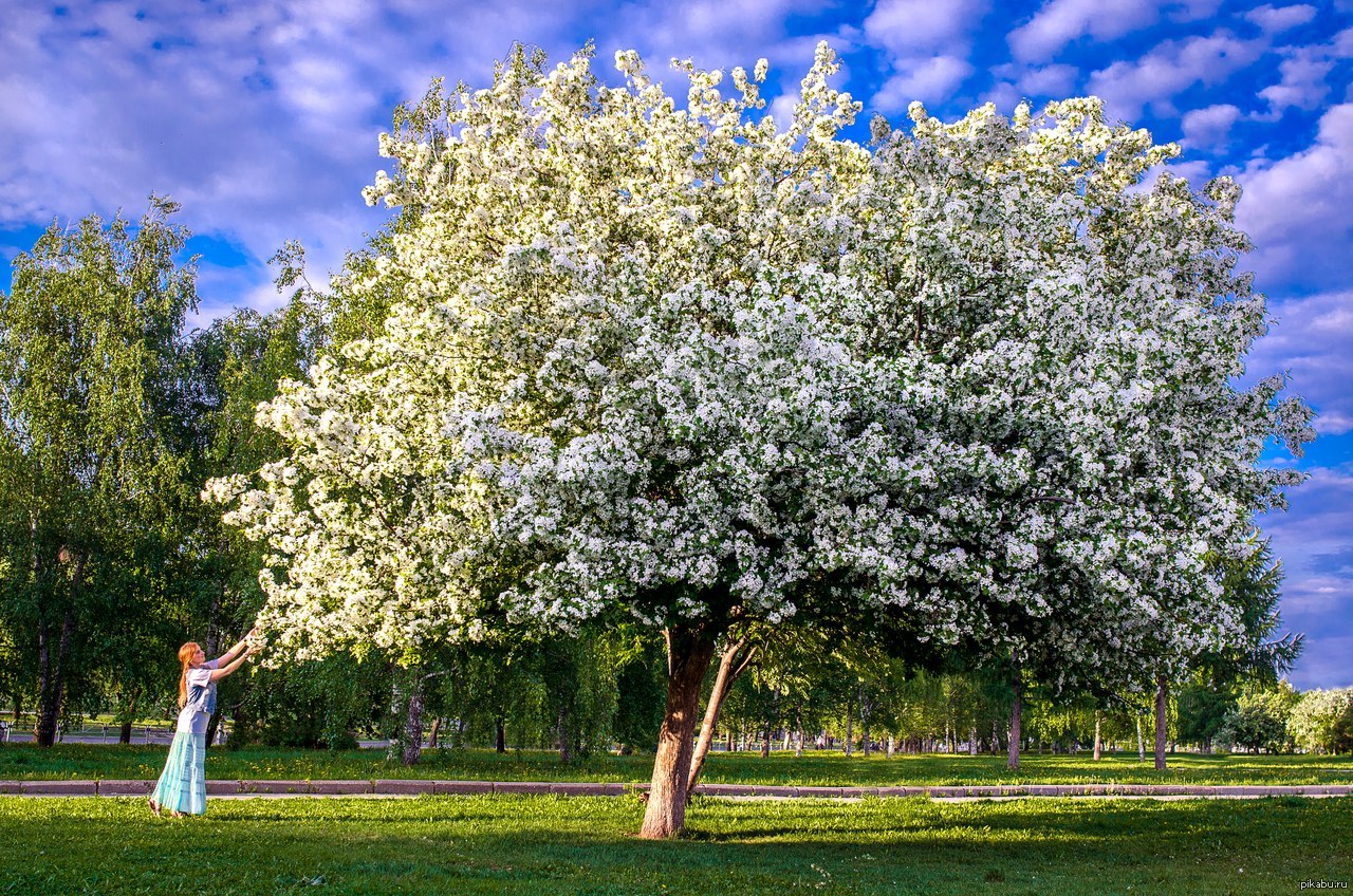 Восхитительная цветущая яблоня | Пикабу