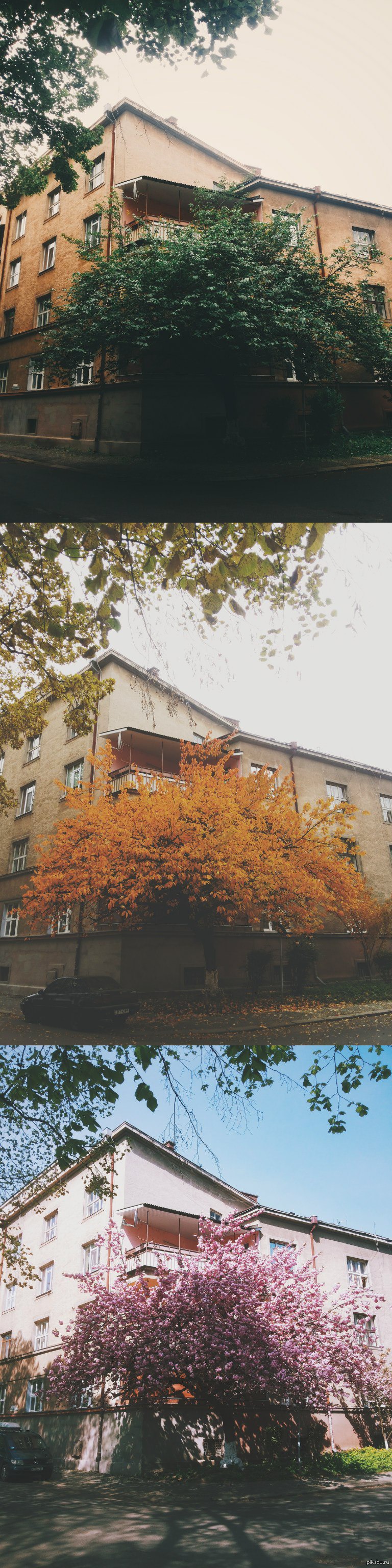 Colors of change - My, The photo, Tree, Color, Uzhgorod, Transcarpathia, Longpost