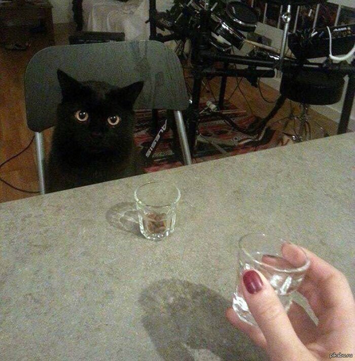 Сильная и независимая женщина. Сильный и независимый кот. Сильная и независимая женщина. Сильные коты. Независимая женщина с кошками.