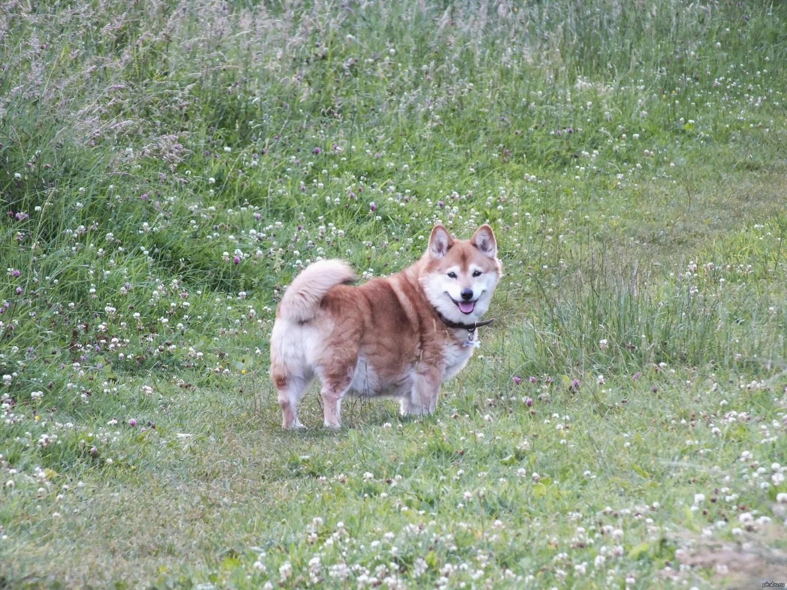 Сиба корги