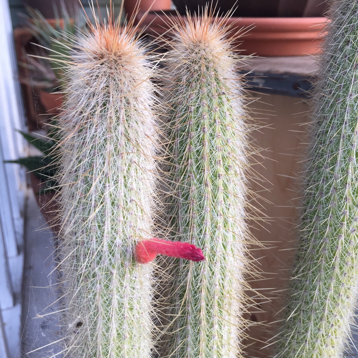 Cactus Fucking