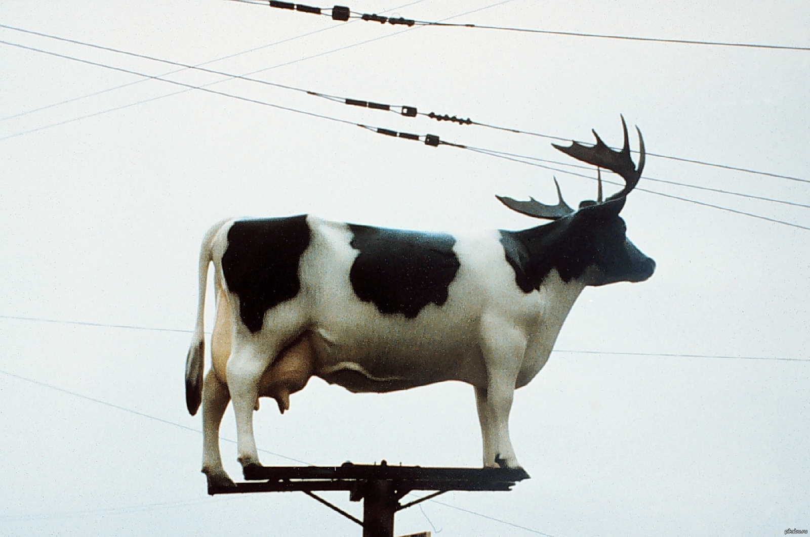 теленок. корова с рогами оленя. телята. олень с ветвистыми рогами. олень корова.