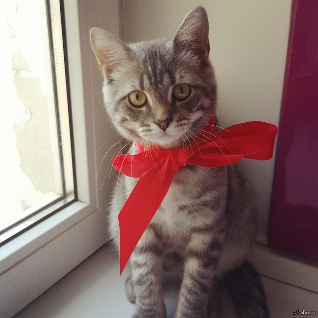 Как Быстро Растут Котята С Фото Как Быстро Растут Котята С Фото