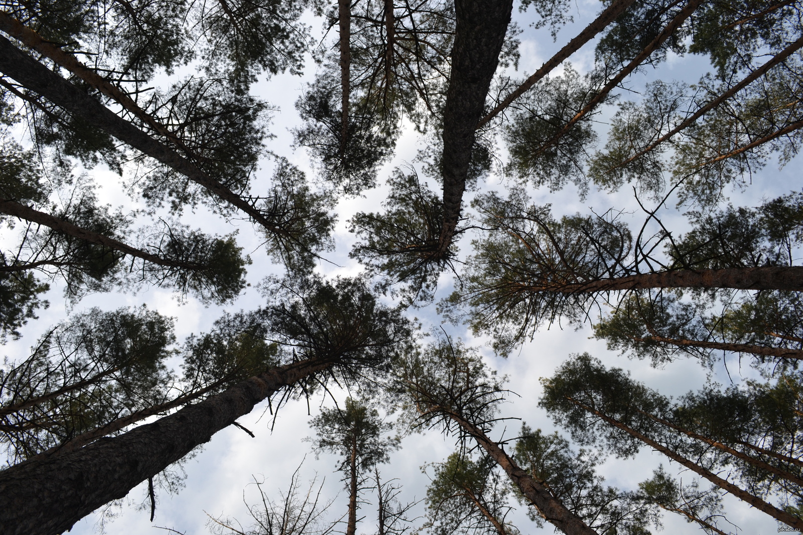 лесничество курск