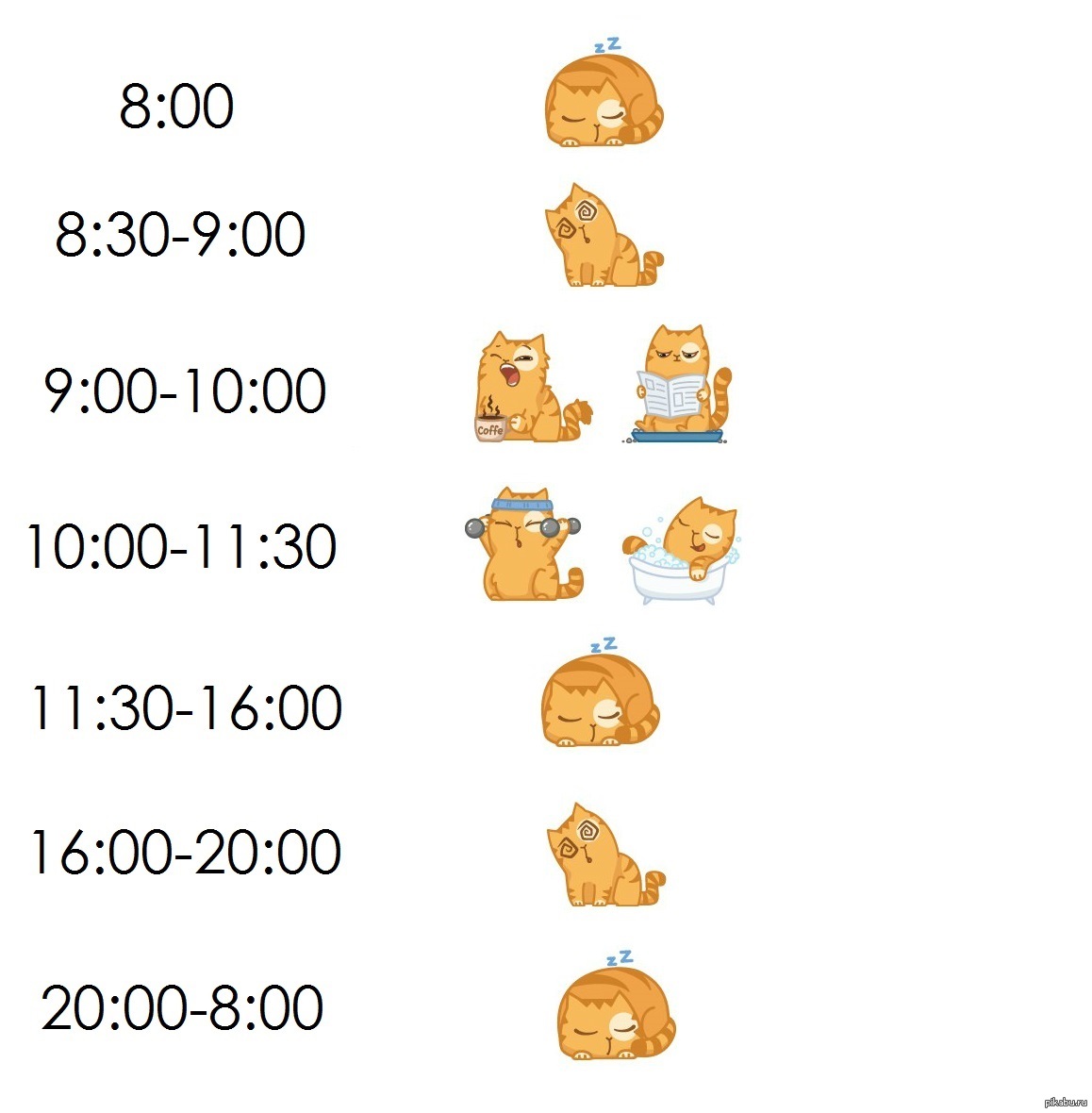 Котик 1 час. Расписание кота на день. Распорядок дня кошки. Кошачий распорядок дня. Расписание дня кошки.