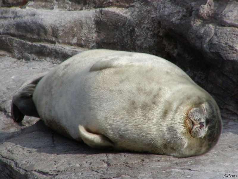 Жир морских животных. Морж моржиха и моржонок. Жир морских животных. Жир морских животных. Самый большой тюлень.