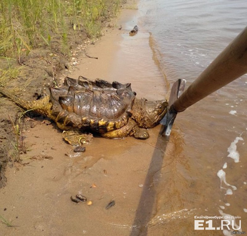 Реки находки. Черепахи в реке. Черепаха в Амуре. Страшные находки в озере.