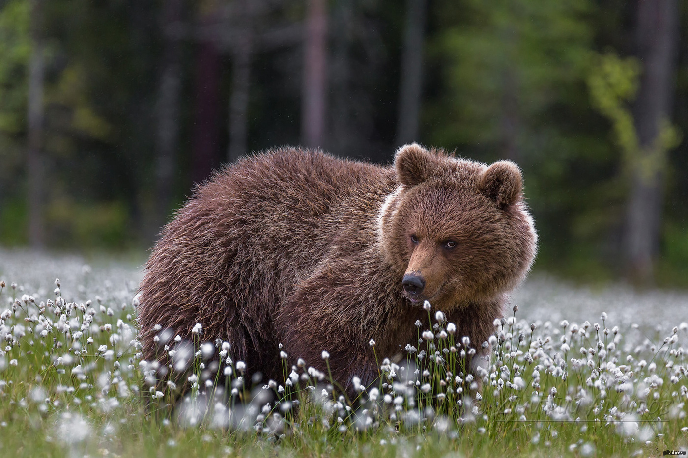 Бурый медведь Республики Коми