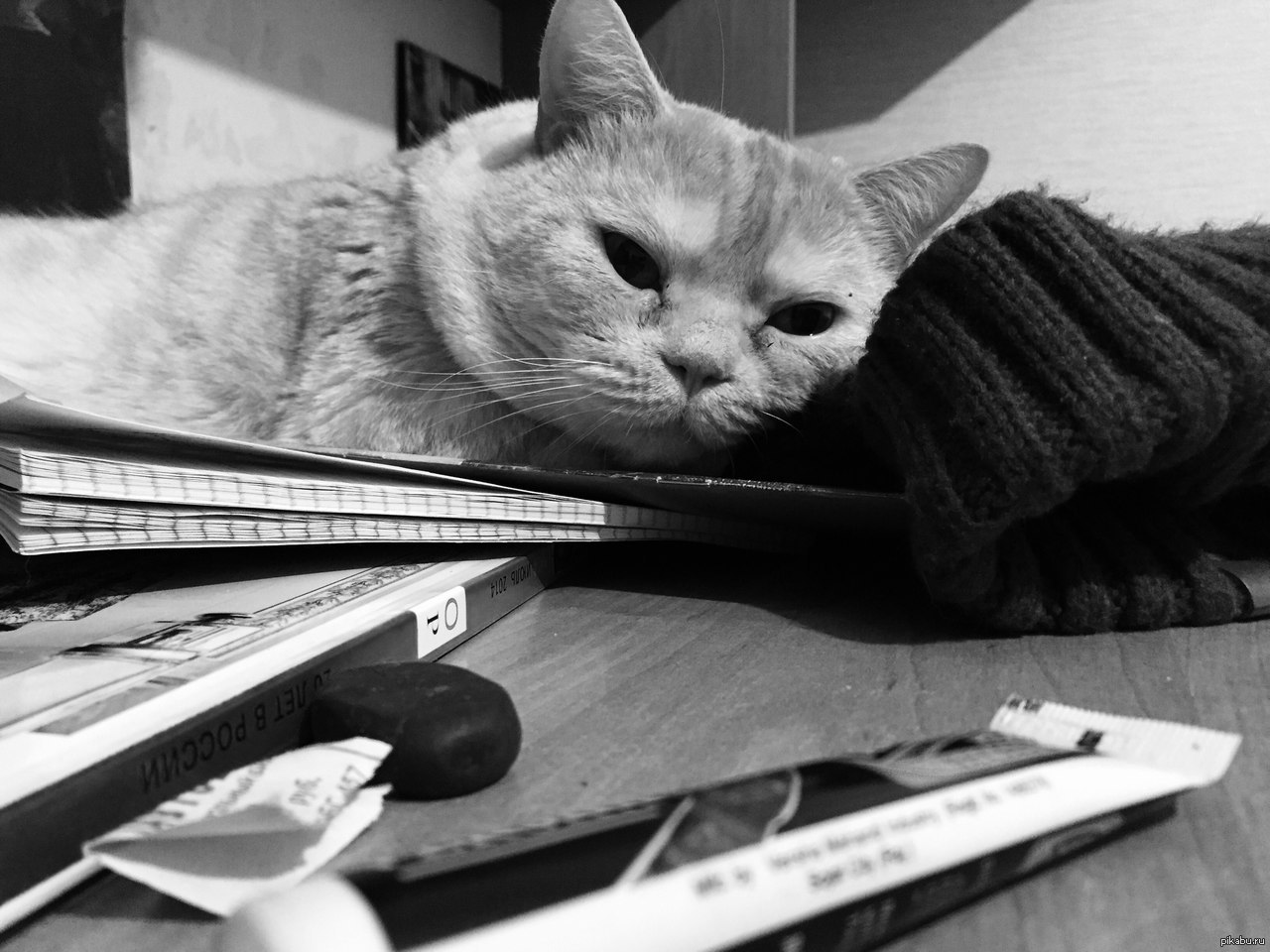 Мой Кот. | Пикабу