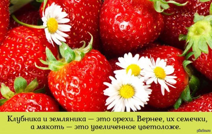 Обои клубники