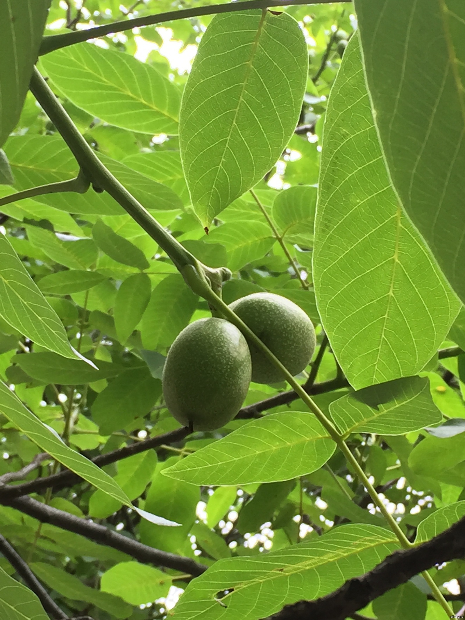 Грецкое дерево. Орех грецкий (Juglans Regia). Орешник грецкий дерево. Орешник дерево грецкий орех. Орех грецкий Кореновский дерево.