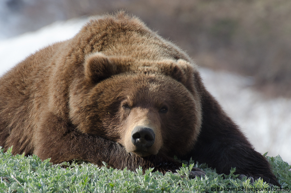 Joy Bear Pictures