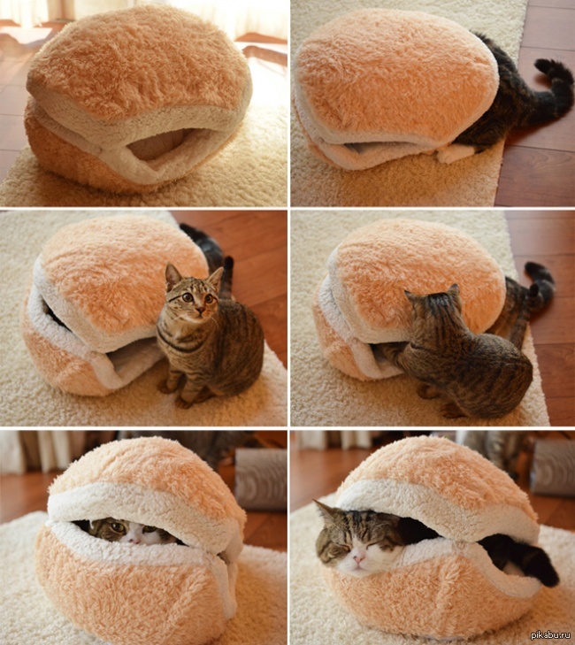 Можно котам хлеб. Кот хлеб. Кот булка. Кошка булочка. Кот булка хлеба.