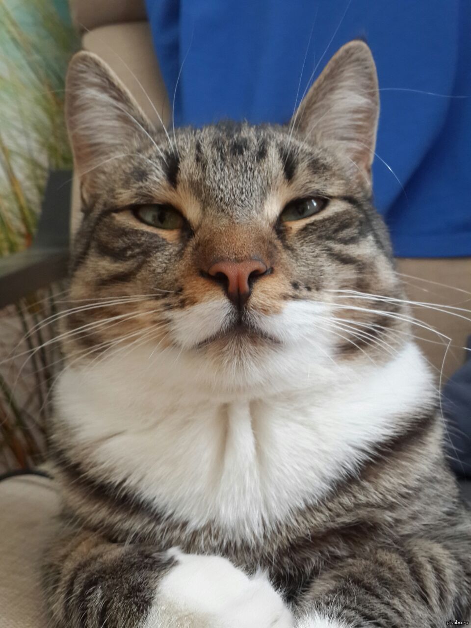 Важный Кот