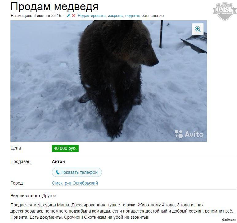 Жив на авито. Продается медведь. Медведь торгует. Где продаются медведи живые. Продам медведя.