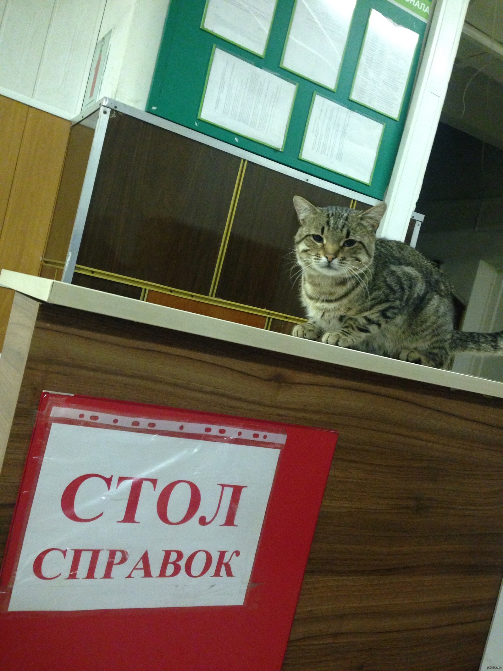 Котик в больнице