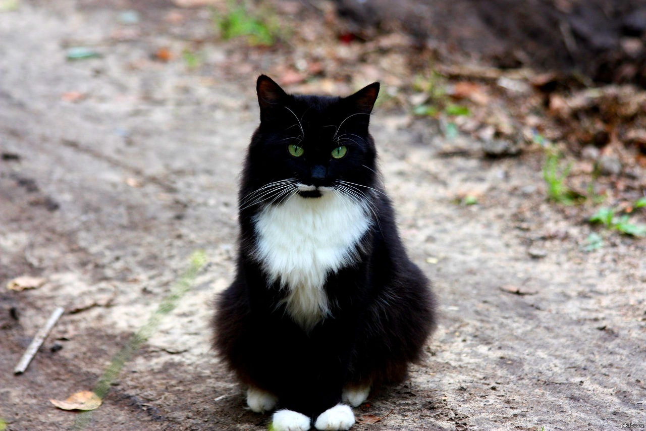 Черно белая уличная кошка