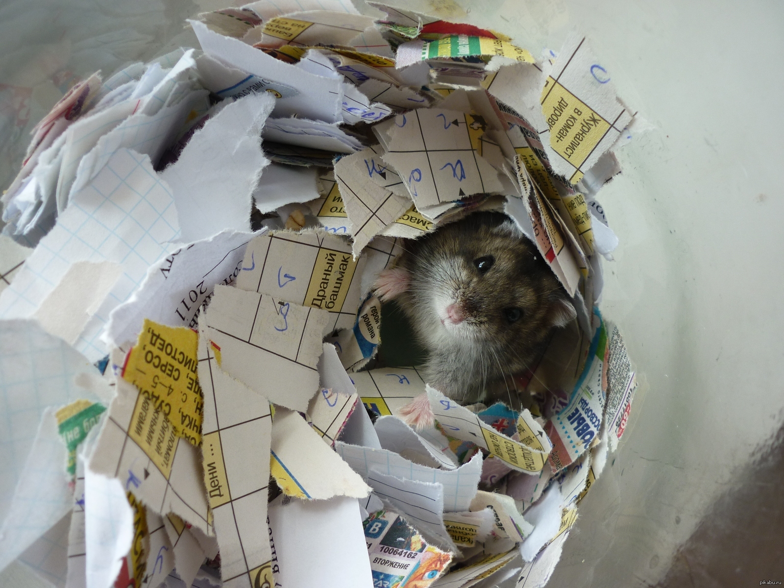 Можно хомяку бумагу. Хомяк в бумагах. Крыса с бумажкой. Хомячок в бумажках. Хомяк с газетой.