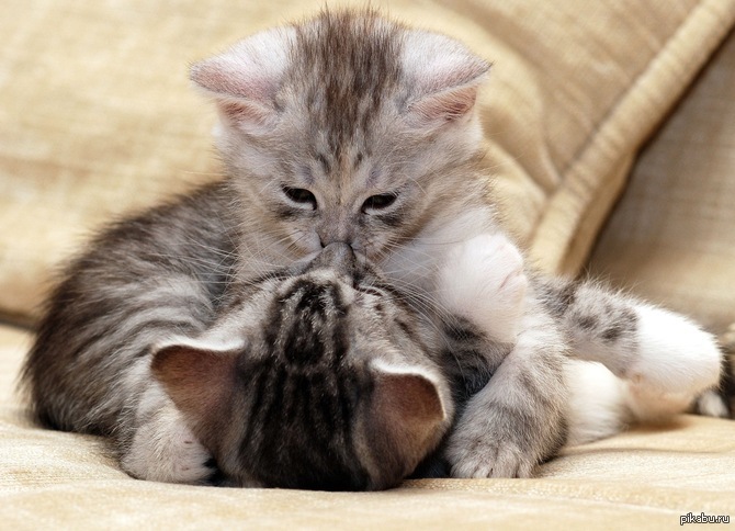 Просто. Кавайтесь! | Пикабу