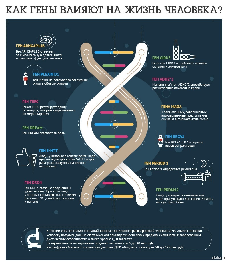 Как влияют слова на жизнь человека. ДНК инфографика. Интересная инфографика. Генетика инфографика. Гены инфографика.