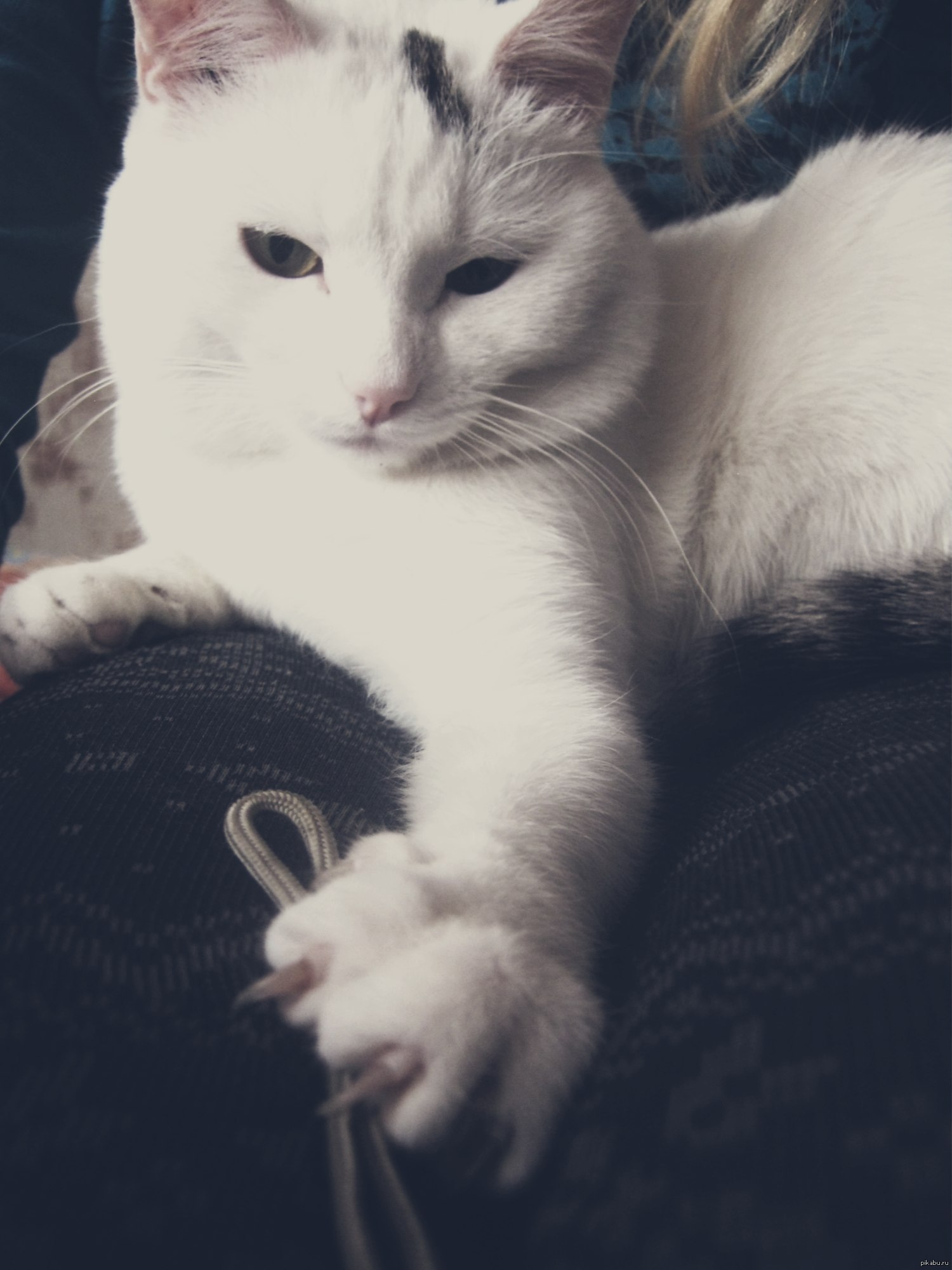 Котейка:) | Пикабу