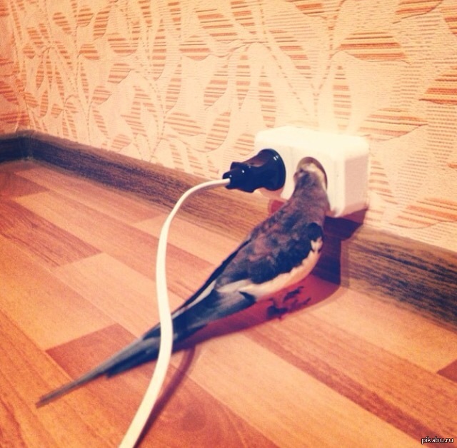 утренняя зарядка руки в стороны пошло все на. гарвардский университет хочет добавить вас в друзья. запутанные зарядные устройства. оксфорд мем. подзарядка приколы.