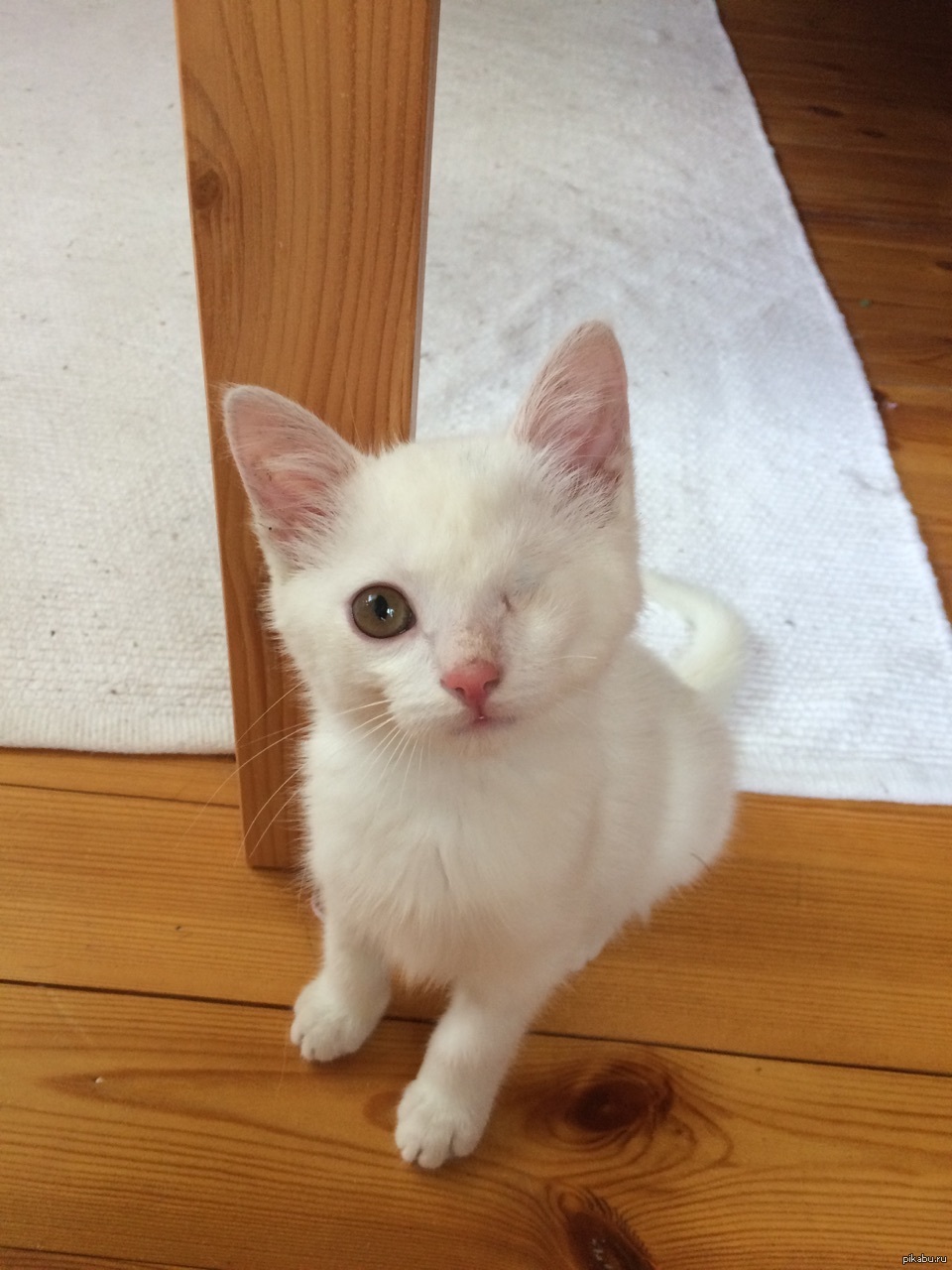 Белый котенок 3 месяца