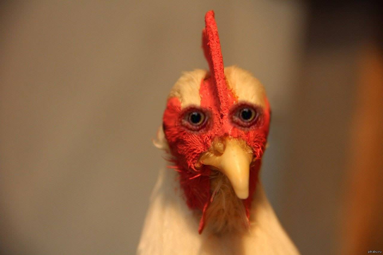 Куриный взгляд. Курица с глазами спереди.