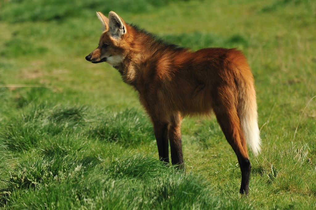 Aguarachai - My, Interesting, Animals, Informative, Maned Wolf, Longpost