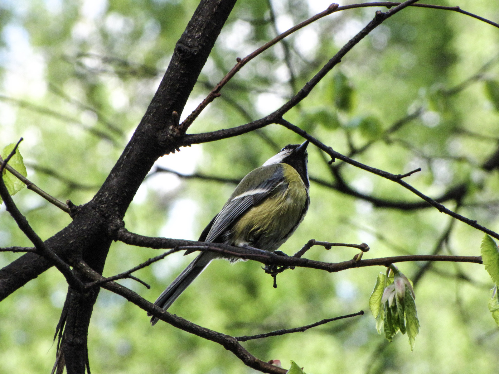 I did catch him! - My, Birds, The photo, My, Longpost