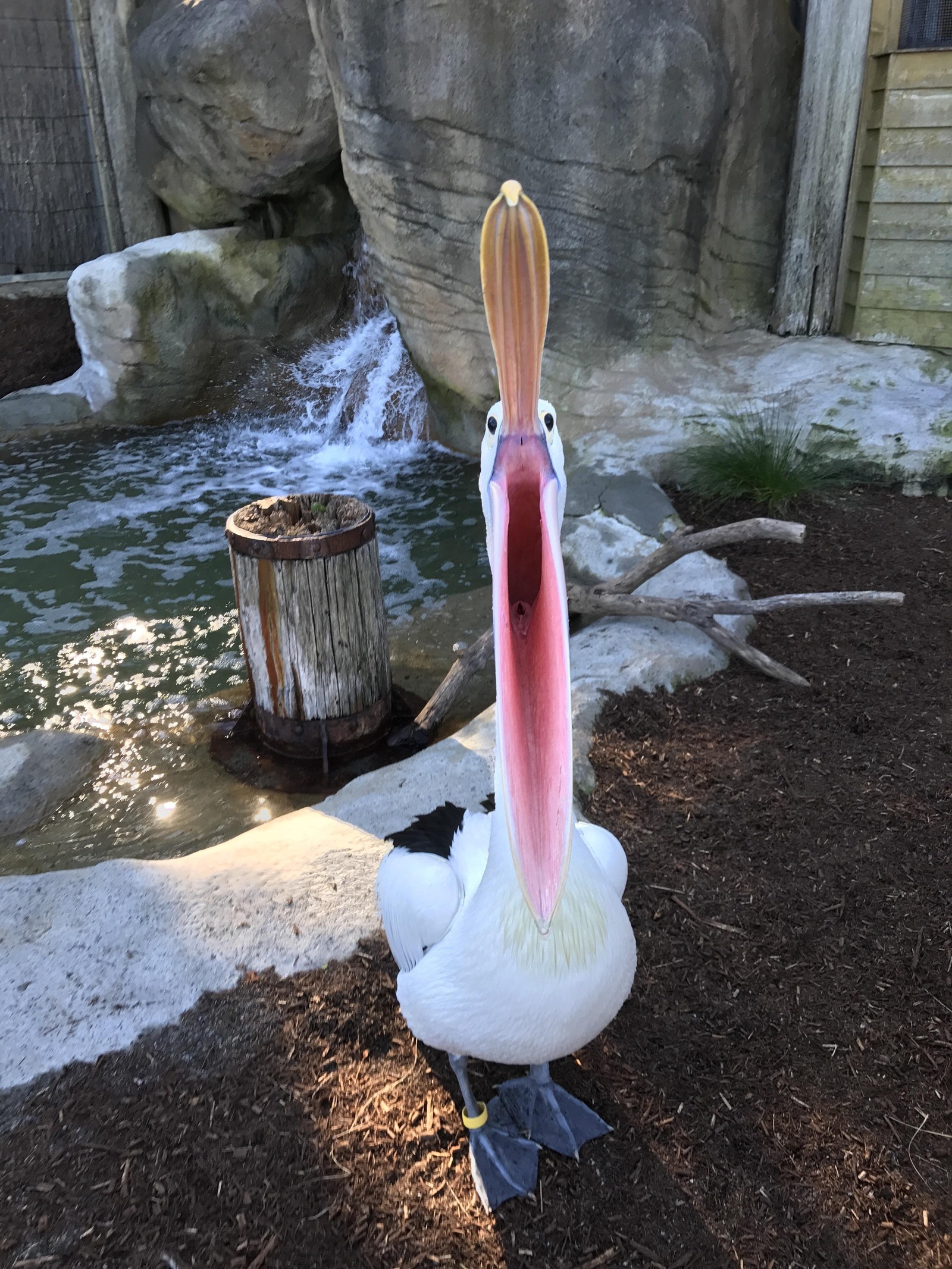 Yawned - The photo, Pelican, Birds, Beak