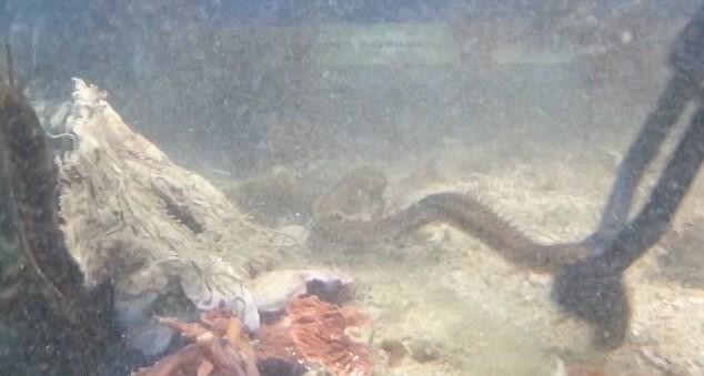 Here's what a man found in an aquarium that hadn't been cleaned in two years. - Worm, Horror, The photo, Longpost, Aquarium