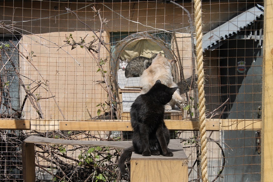 Мой личный Котоленд 76 - Моё, Кот, Приют, Липецк, Доброта, Помощь, Котоленд, Длиннопост, Приют Котоленд