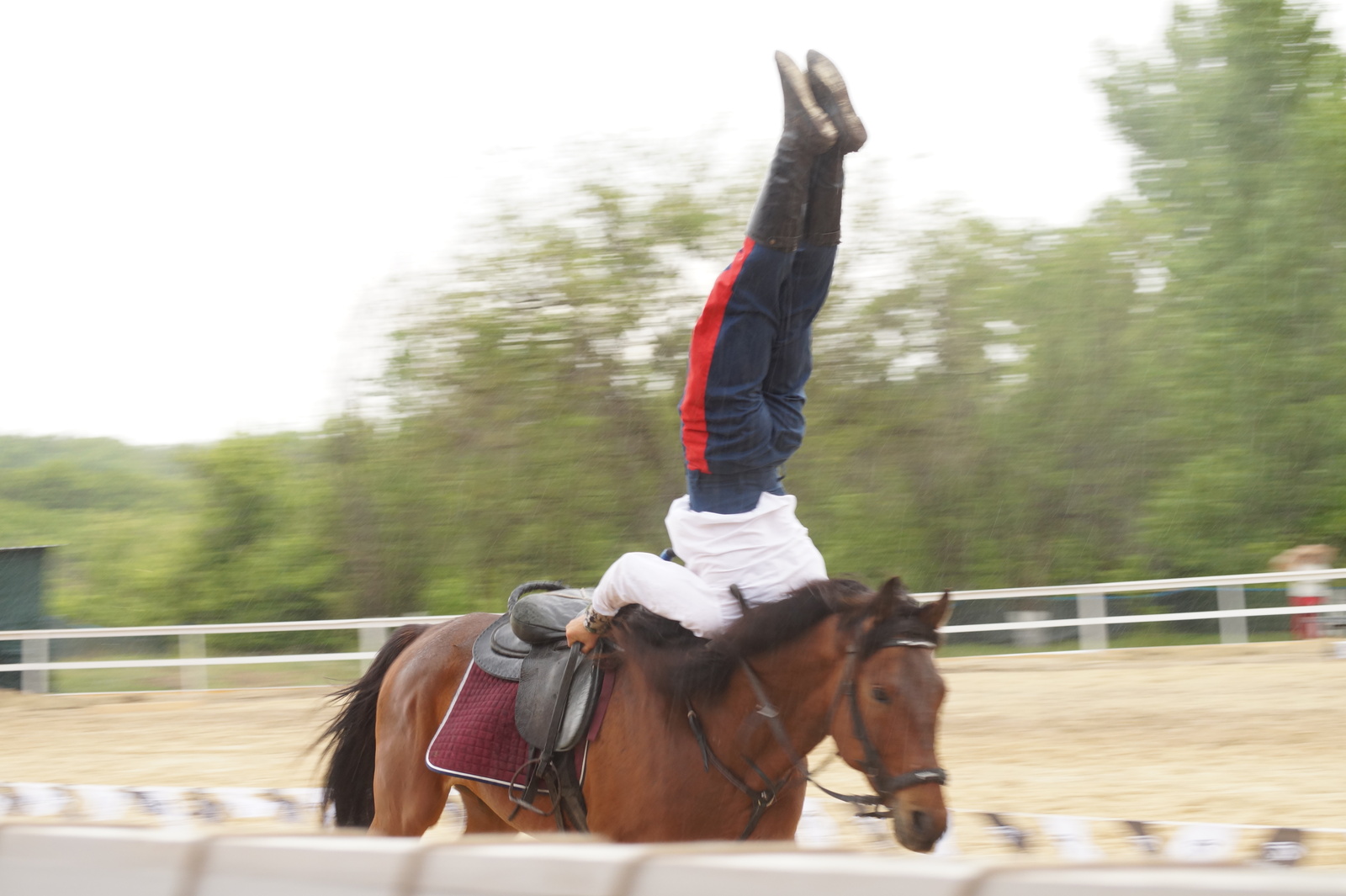 All-Russian Cup in Dzhigitovka - My, Horses, Horses, Dzhigit, The photo, Longpost