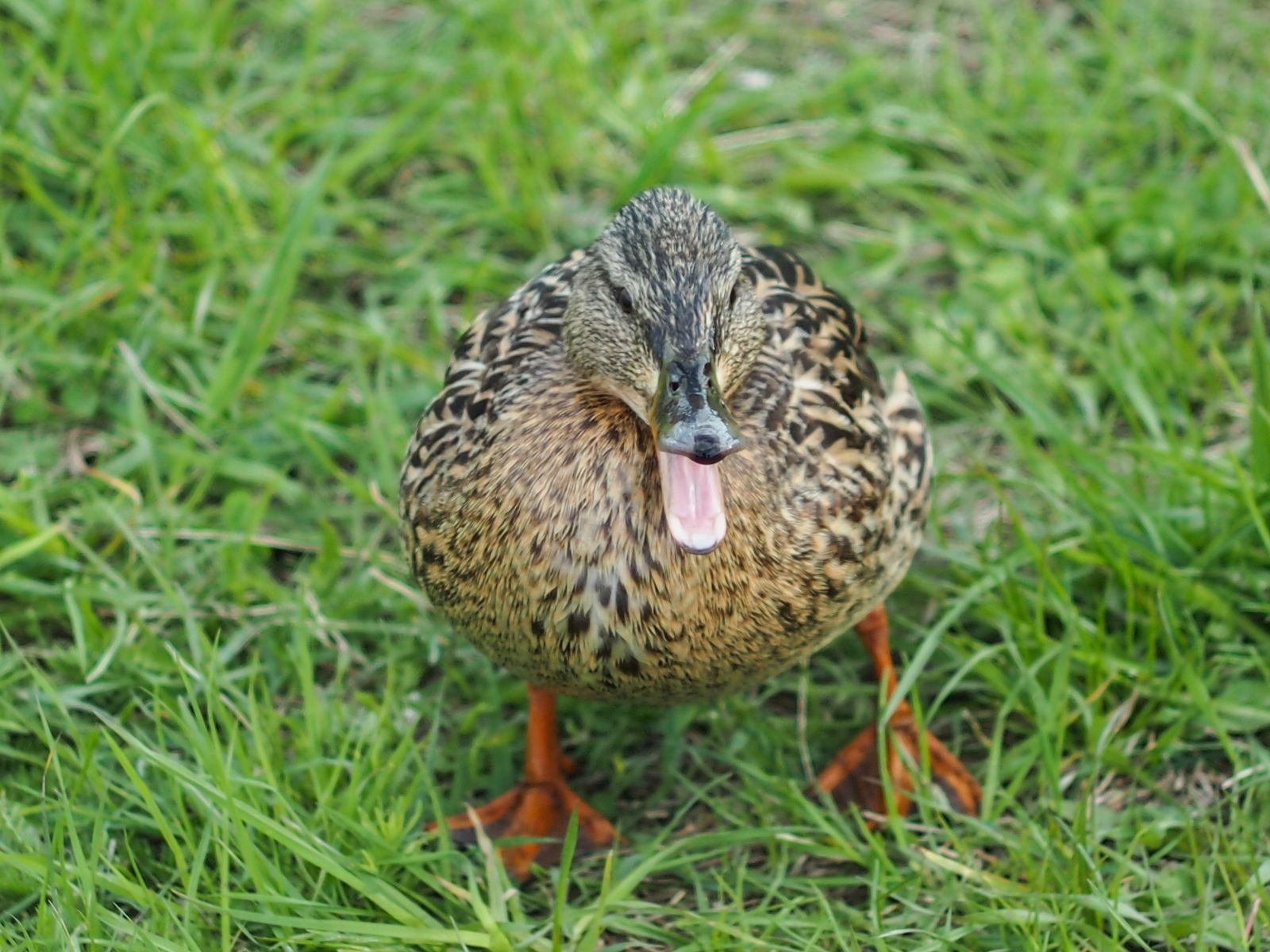 Duck in Krylatskoye - My, Olympus, Helios44-2, Helios44-2