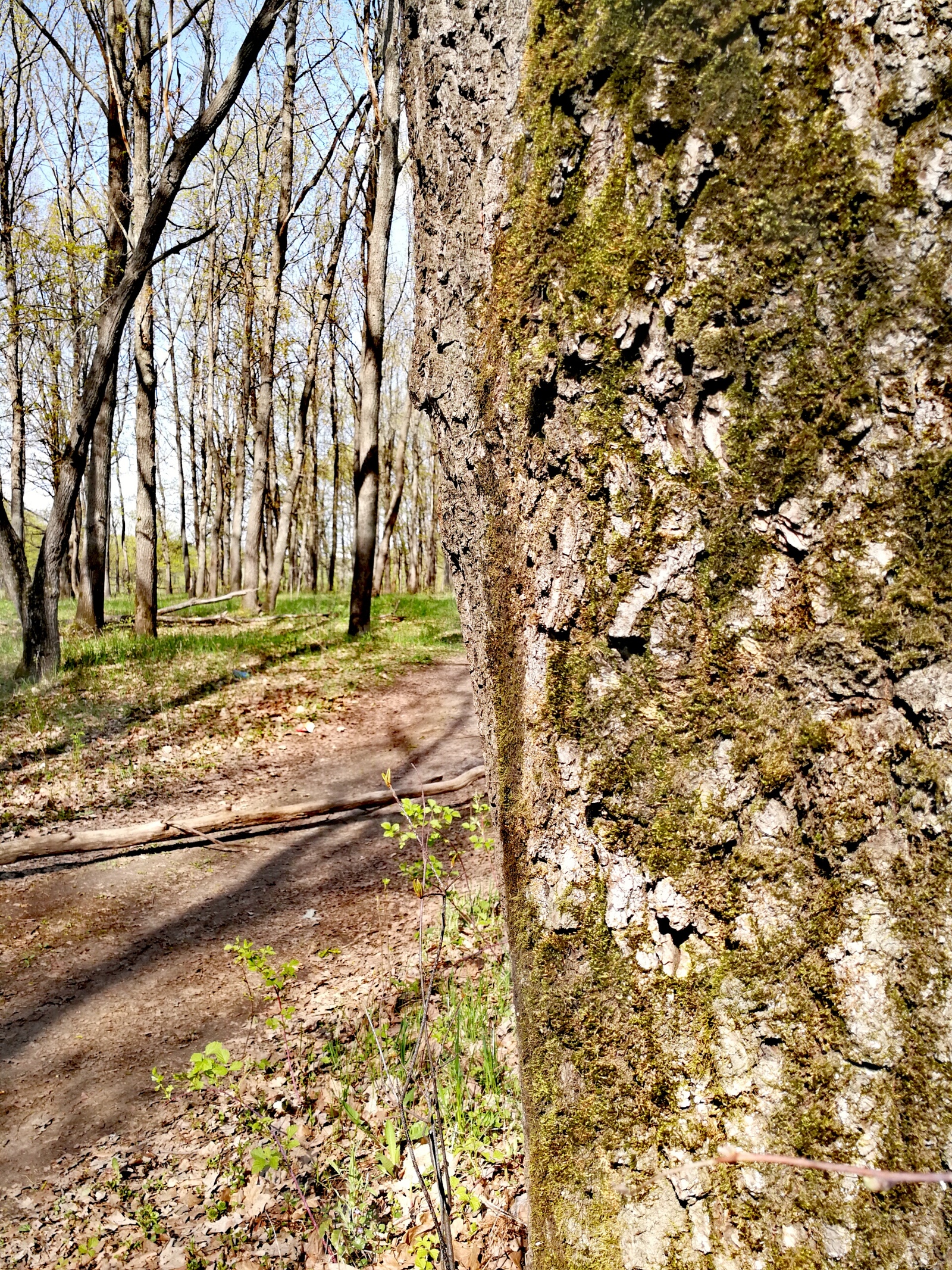 The weather today pleased me, I took a bicycle and rushed into the forest. - Longpost, Nature, The photo, cat, Horses, Forest, Huawei mate 9, Dzerzhinsk