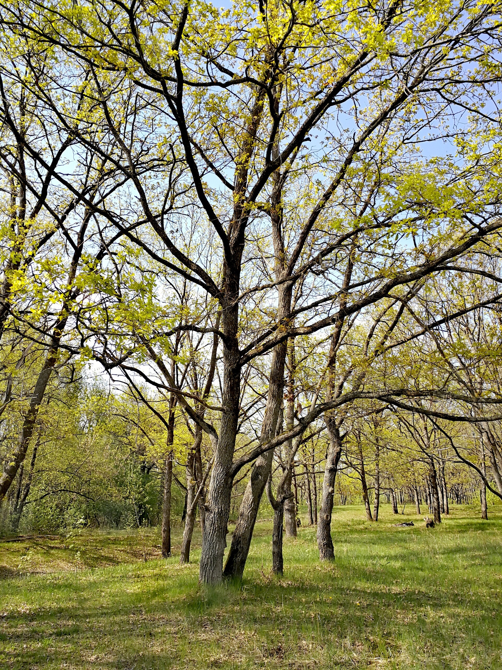 The weather today pleased me, I took a bicycle and rushed into the forest. - Longpost, Nature, The photo, cat, Horses, Forest, Huawei mate 9, Dzerzhinsk