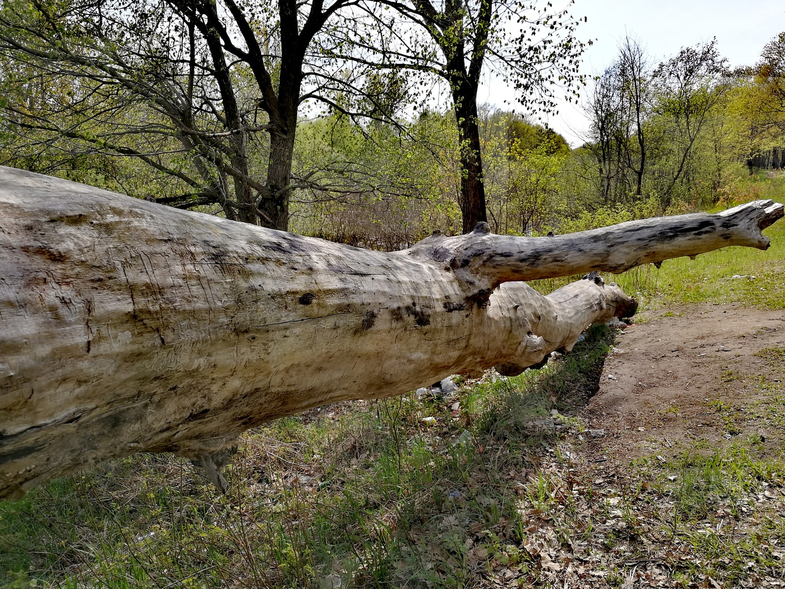 The weather today pleased me, I took a bicycle and rushed into the forest. - Longpost, Nature, The photo, cat, Horses, Forest, Huawei mate 9, Dzerzhinsk