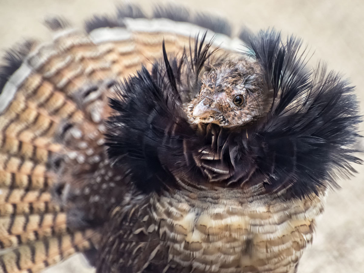 Collared hazel grouse - The photo, Birds, Fritillary, Novosibirsk Zoo