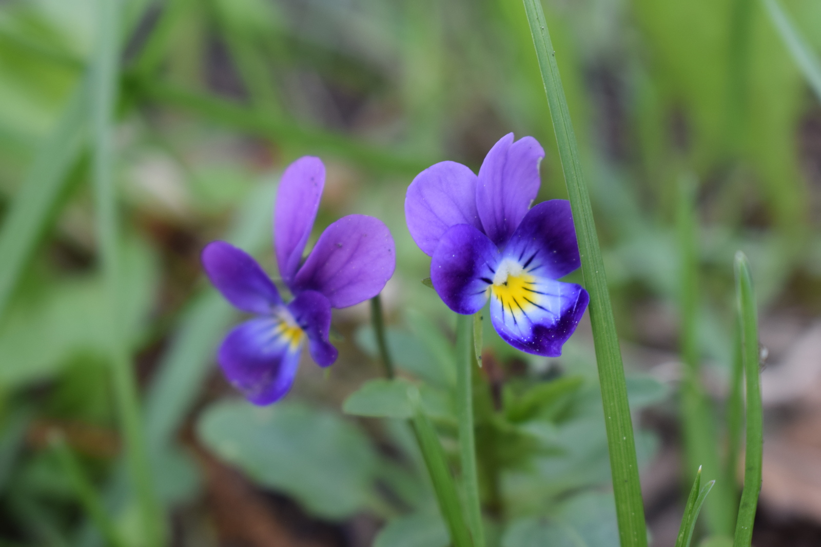 Spring - My, Spring, Bloom, The photo, Barnaul, Longpost, My, Nikon