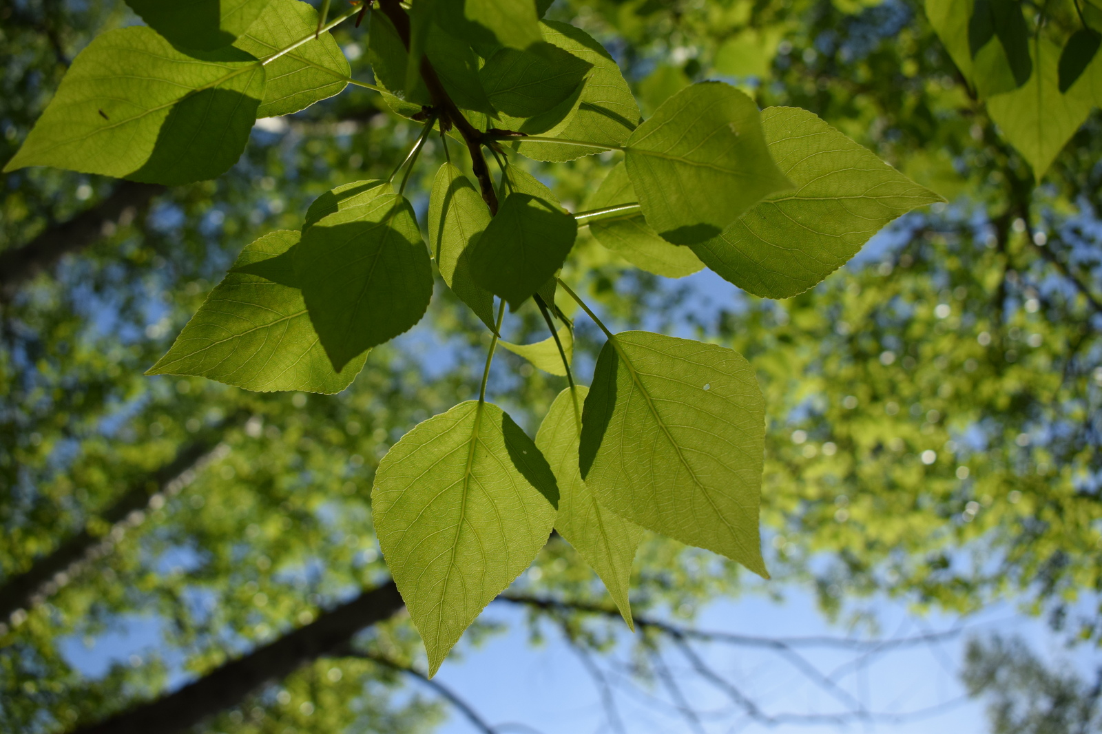 Spring - My, Spring, Bloom, The photo, Barnaul, Longpost, My, Nikon