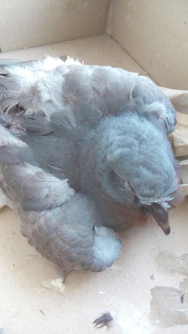 Guys, urgently need help! - My, Help, Veterinary, Birds, Advice, Urgently