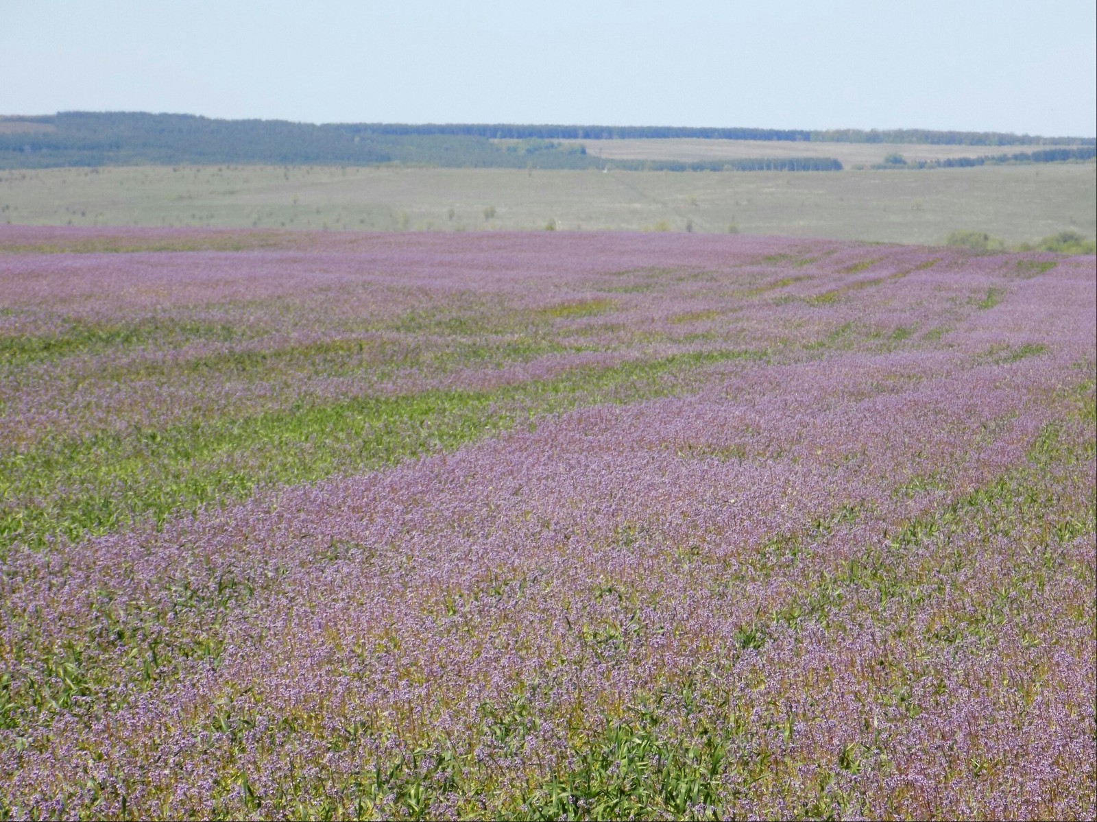 Local Provence - My, Nature, Flowers