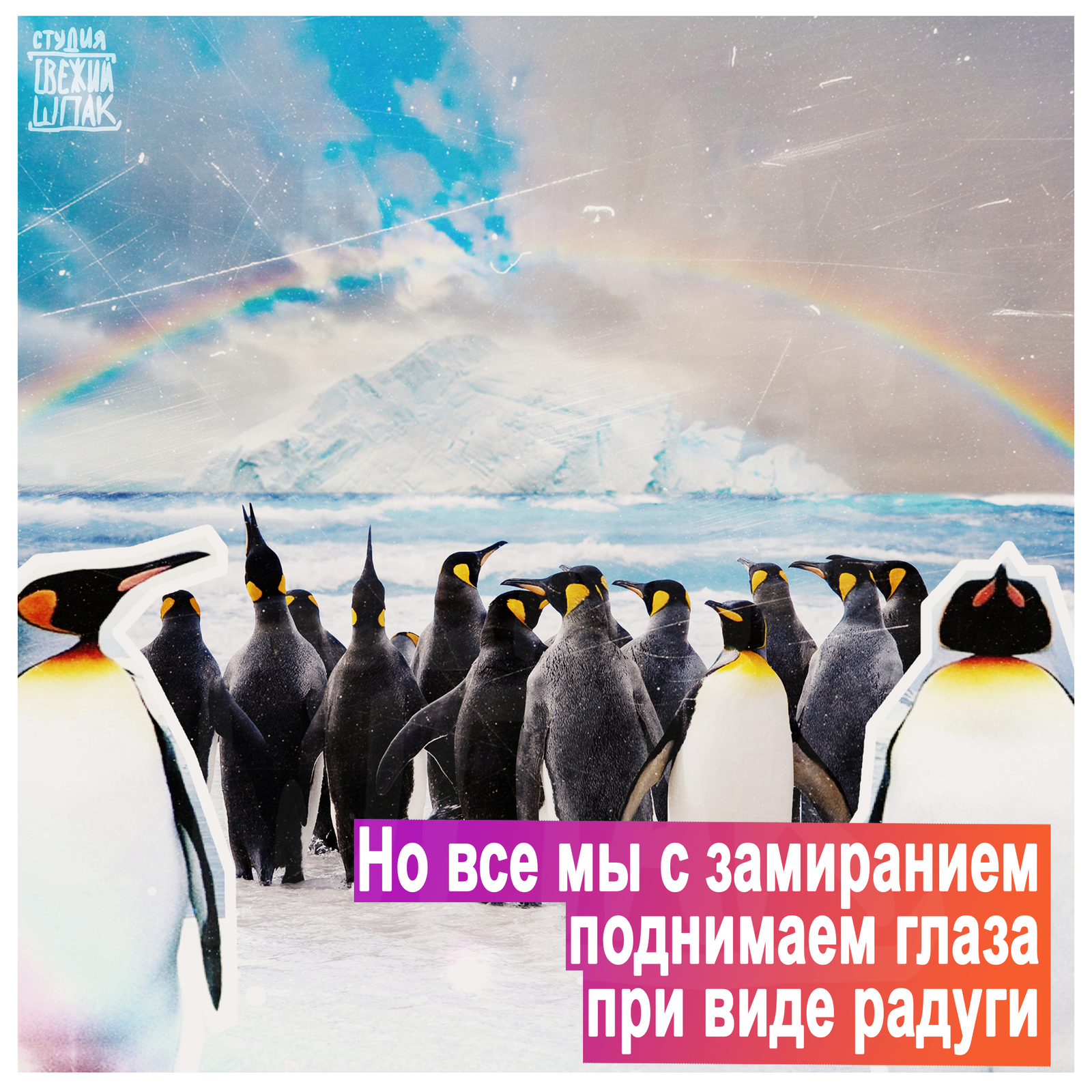 Someone loves... - Penguins, Rainbow, , Love, People, Joy, Positive, Longpost