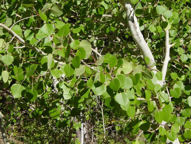 Pando is the largest tree in the world - My, Evolution, Interesting, Tree, Longpost