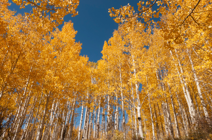 Pando is the largest tree in the world - My, Evolution, Interesting, Tree, Longpost