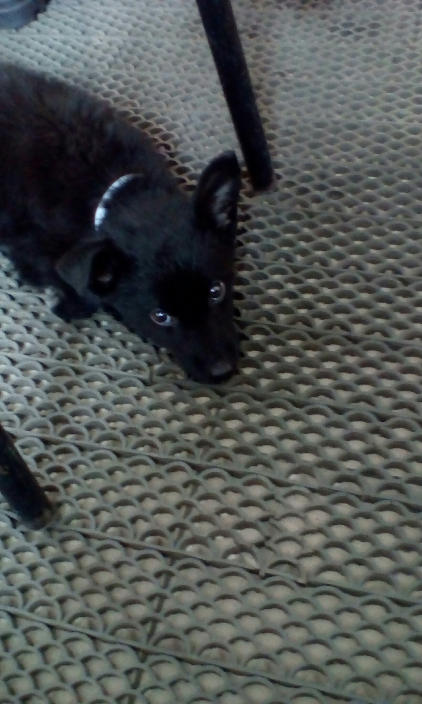 Puppy found. Petrozavodsk - Found a dog, Lost, Longpost, Help, Dog, I'll give it to good hands