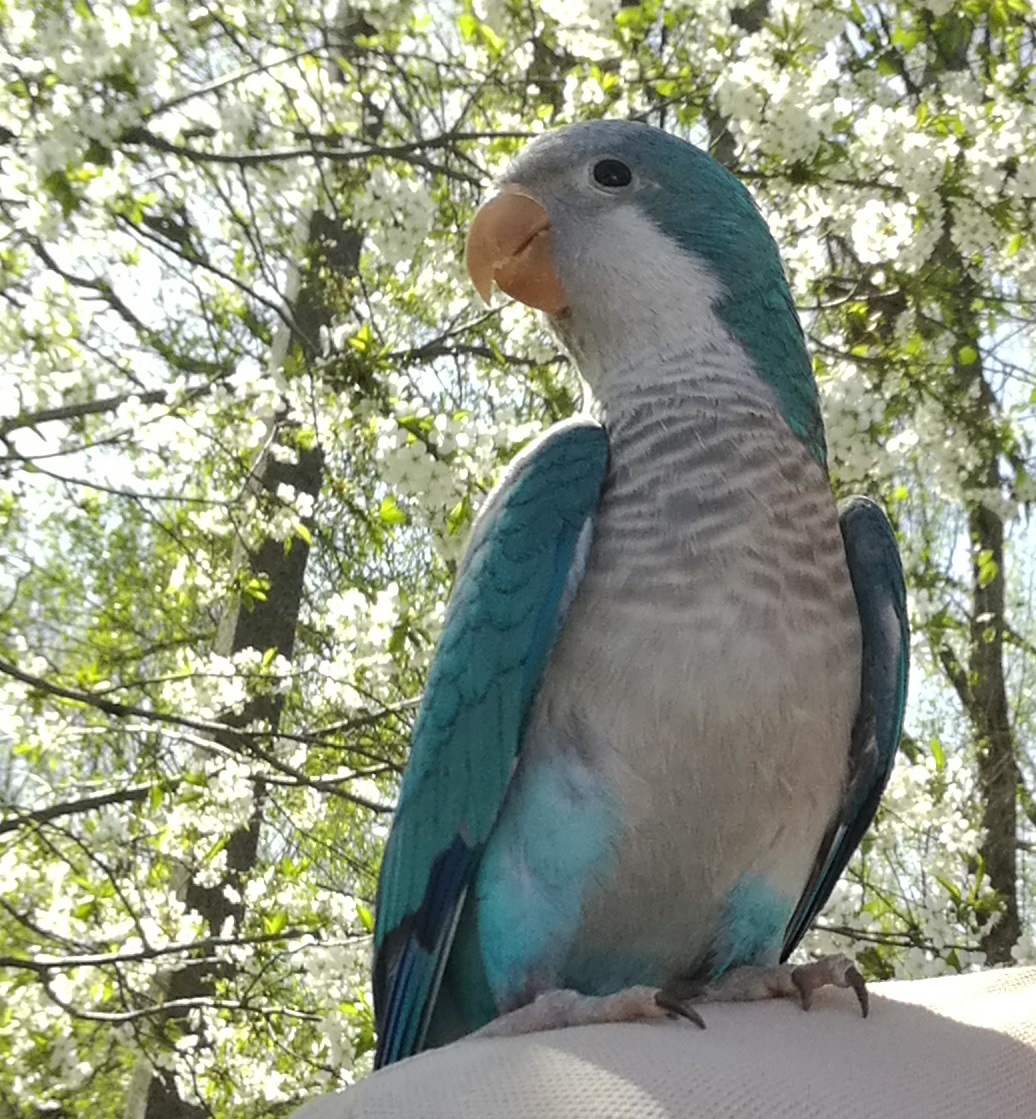 Parrots in your feed - My, A parrot, , Friend, Longpost, Animals, Birds, monk parakeet